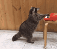 raccoon typing gif