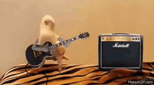 gif of small bird pretending to play electric guitar